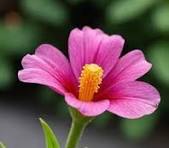 Wedding background